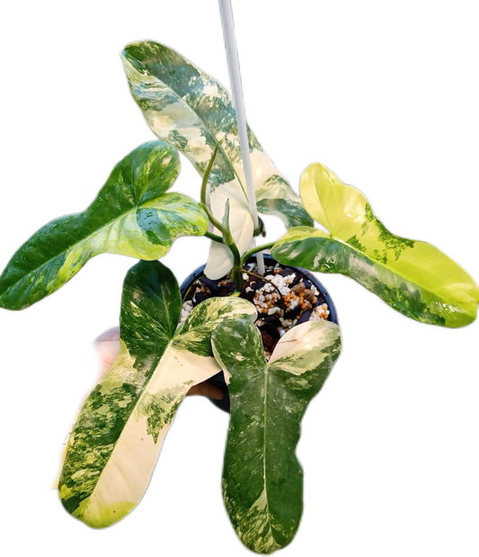 Philodendron Florida Beauty x Paraiso Verde Variegated