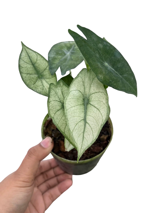 Alocasia Pink Dragon Mint Variegated — Wholesale Set of 3 Plants