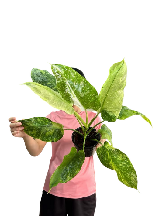 Set of 10 Philodendron Jose Buono Variegated - Rare Variegated Beauty