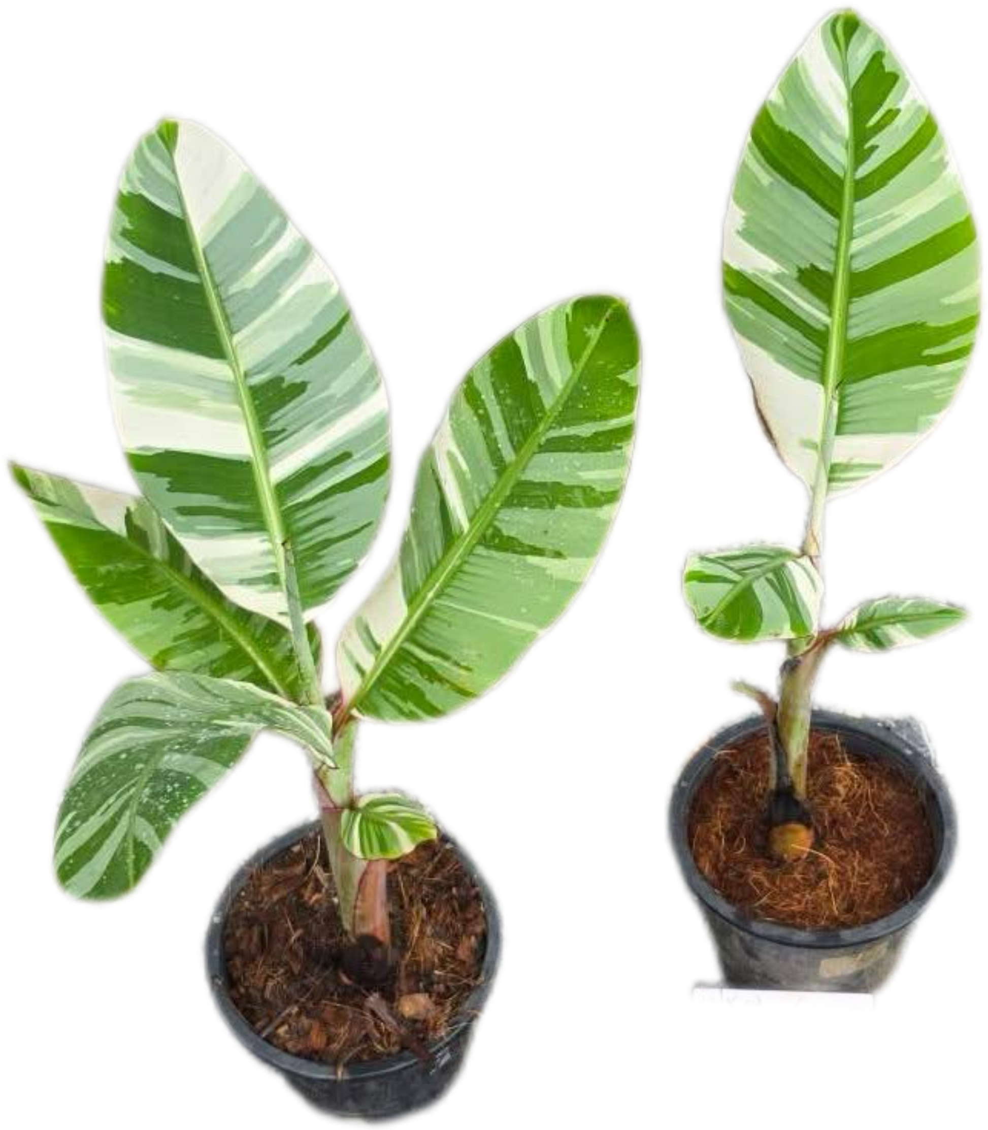Musa acuminata 'Florida Variegata“ Variegated Banana