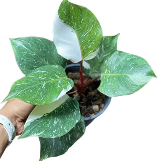 Philodendron White Knight Marble Variegated Set of 10 Plants