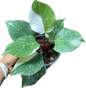 Philodendron White Knight Marble Variegated Set of 10 Plants
