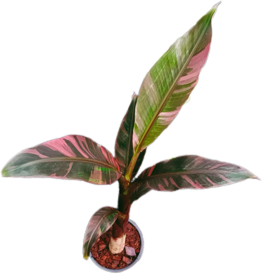 Musa acuminata 'Nono Pink' - Rare Pink Variegated Banana