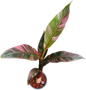 Musa acuminata 'Nono Pink' - Rare Pink Variegated Banana
