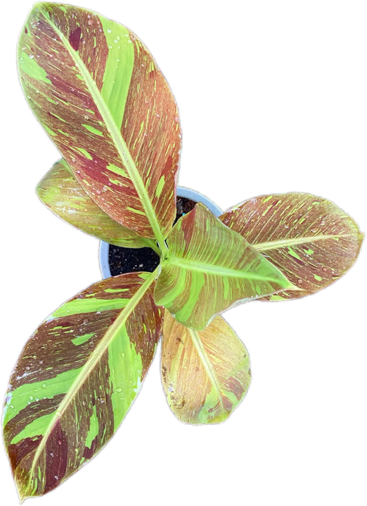 Musa acuminata 'Red Indo' - Rare Variegated Banana Plant
