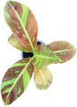Musa acuminata 'Red Indo' - Rare Variegated Banana Plant