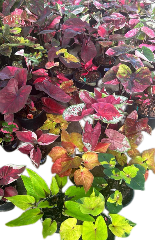Vibrant Thai Caladium Collection – Set of 20 Stunning Plants