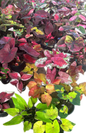 Vibrant Thai Caladium Collection – Set of 20 Stunning Plants