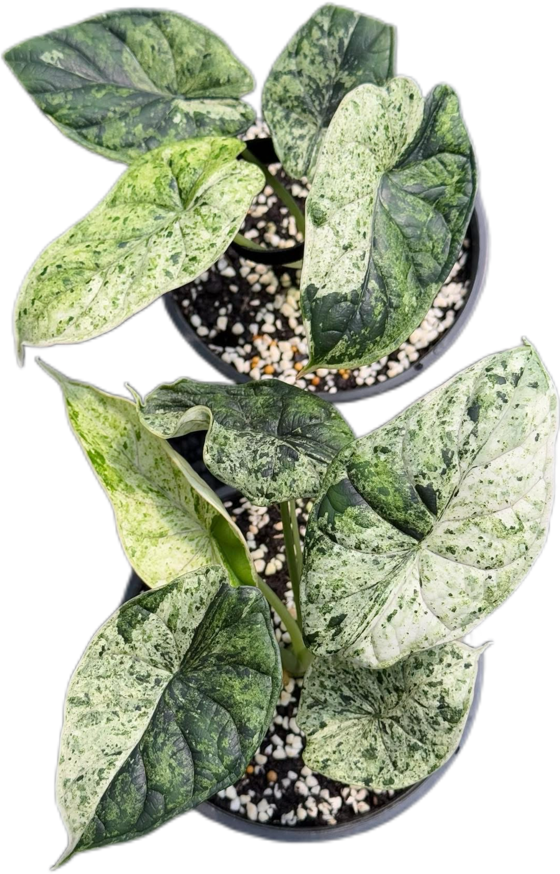 Alocasia Dragon scale mint NO2 大株 Alocasia Dragon Scale Variegated (Mint) – Rare Plant Bae