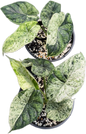 Alocasia Dragon Scale Mint Marble Variegated