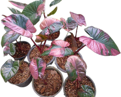 Alocasia Pink Serendipity Variegated