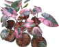 Alocasia Pink Serendipity Variegated