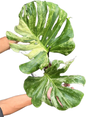 Monstera Deliciosa Ocean Mint