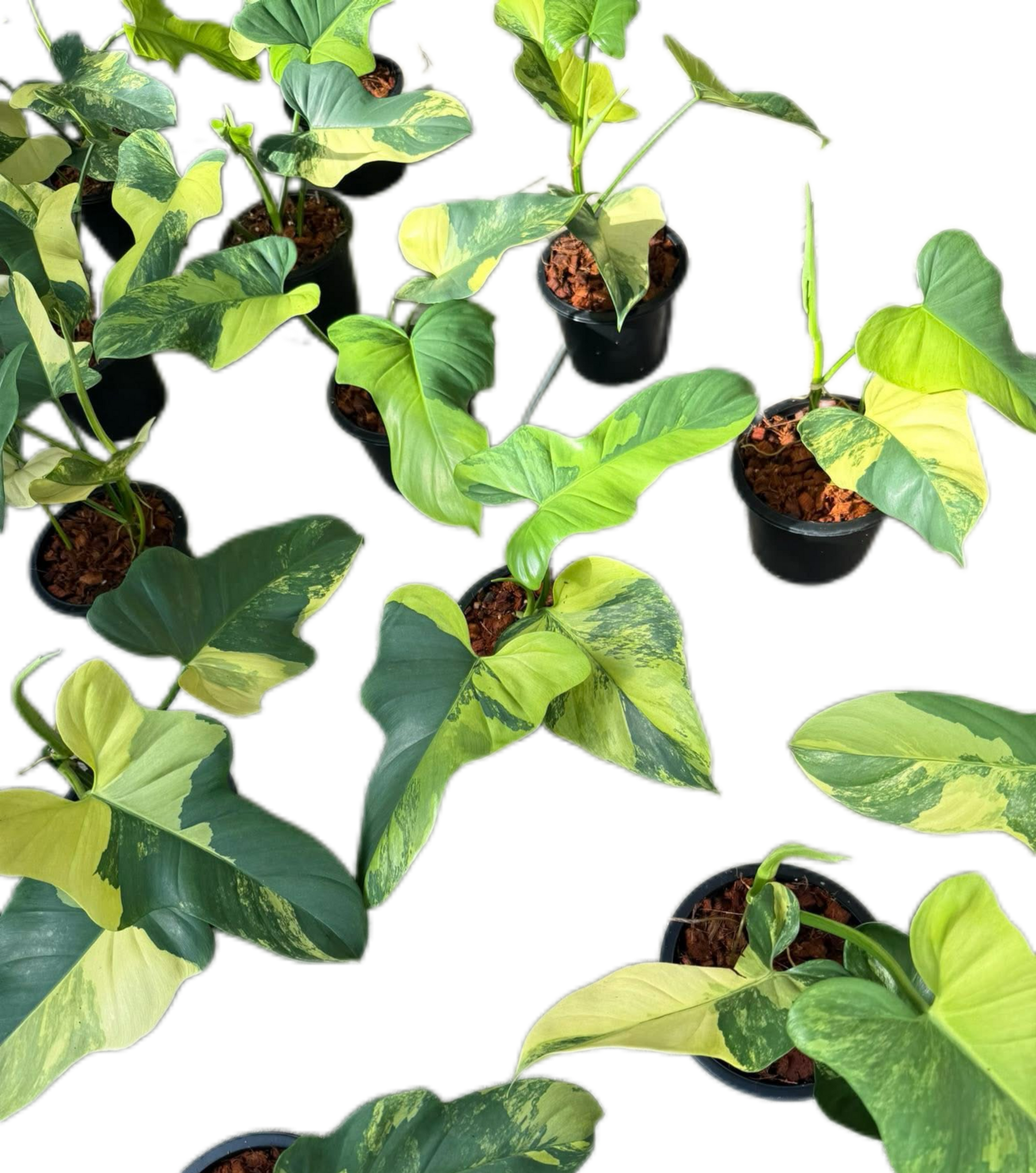 Philodendron Bipennifolium Variegated (Violin) Set of 5 Plants 
