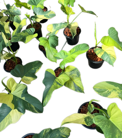 Philodendron Bipennifolium Variegated (Violin) Set of 5 Plants 