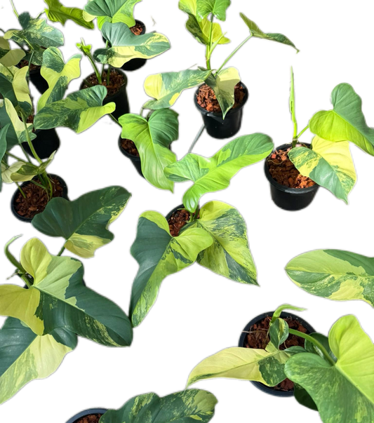 Philodendron Bipennifolium Variegated (Violin) Set of 5 Plants 