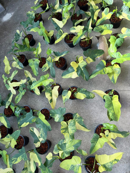 Philodendron Bipennifolium Variegated (Violin) Set of 5 Plants