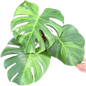 Monstera Deliciosa “Green on Green”