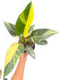 Philodendron Green Congo Variegated (Regular)