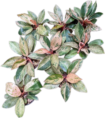 Philodendron Congo Dwarf Variegated (Big Size) Set of 5 Plants