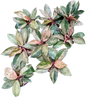 Philodendron Congo Dwarf Variegated (Big Size) Set of 5 Plants