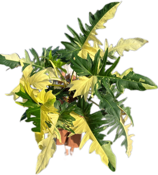 Big Size Philodendron Golden Dragon Variegated