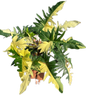 Big Size Philodendron Golden Dragon Variegated
