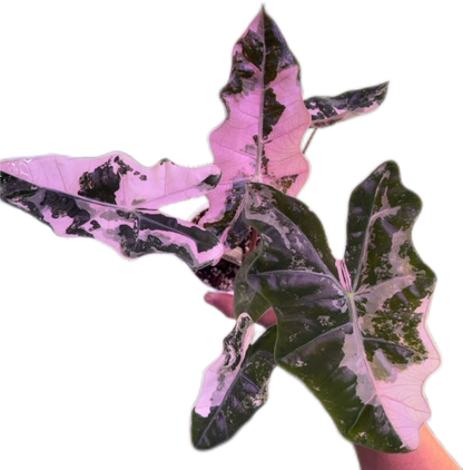 Alocasia Pseudo Sanderiana Albo-Pink Variegated
