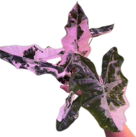 Alocasia Pseudo Sanderiana Albo-Pink Variegated