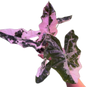 Alocasia Pseudo Sanderiana Albo-Pink Variegated