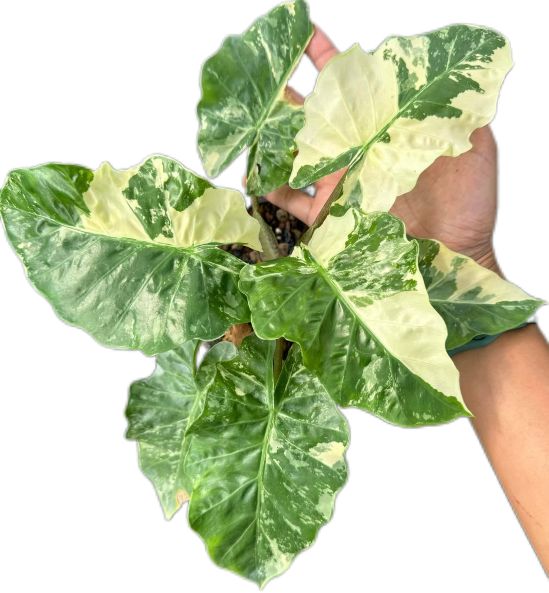 Buy Alocasia “Low Rider” Albo Variegated | Thailand Export Buy Alocasia “Low Rider” Albo Variegated | Thailand Export
