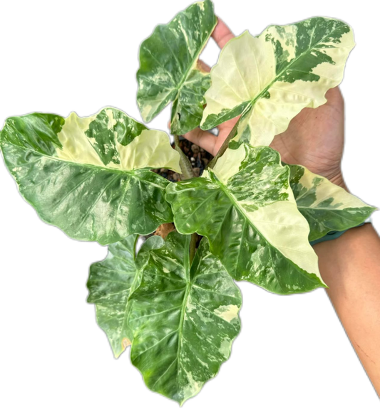 Alocasia “Low Rider” Albo Variegated