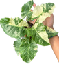 Alocasia “Low Rider” Albo Variegated