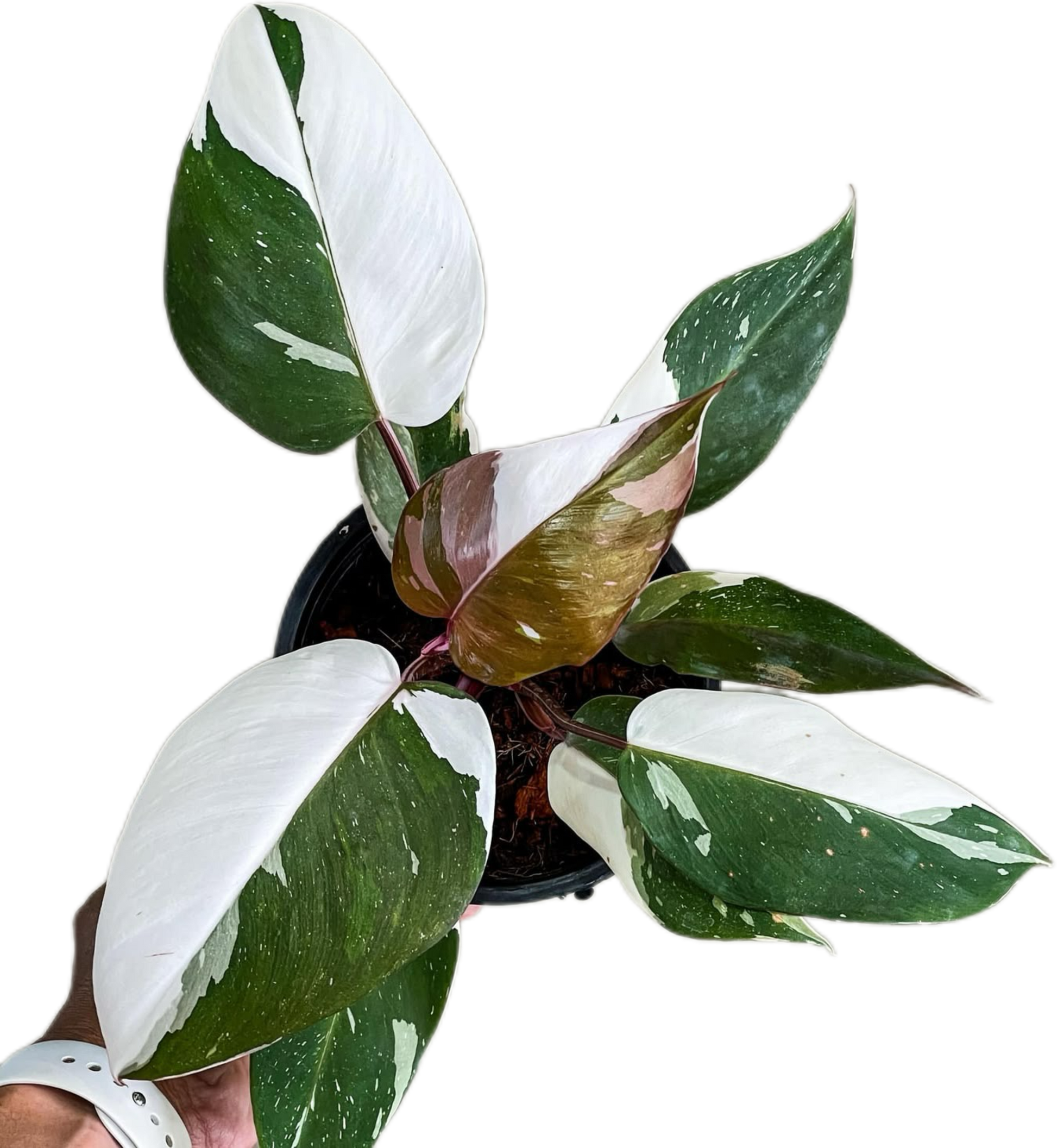 Philodendron Red Anderson Variegated