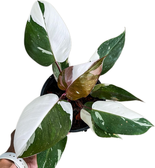 Philodendron Red Anderson Variegated