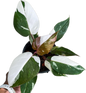 Philodendron Red Anderson Variegated