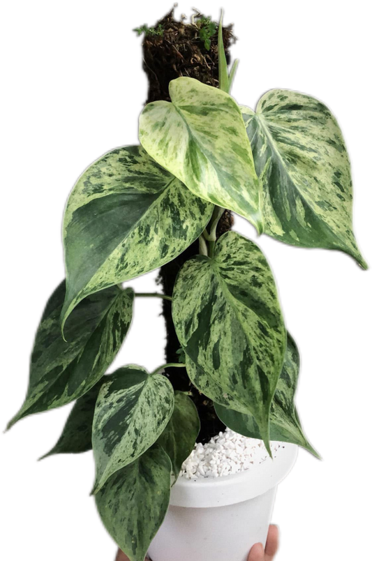 Philodendron Hederaceum “Heartleaf” Variegated Set of 10 plants