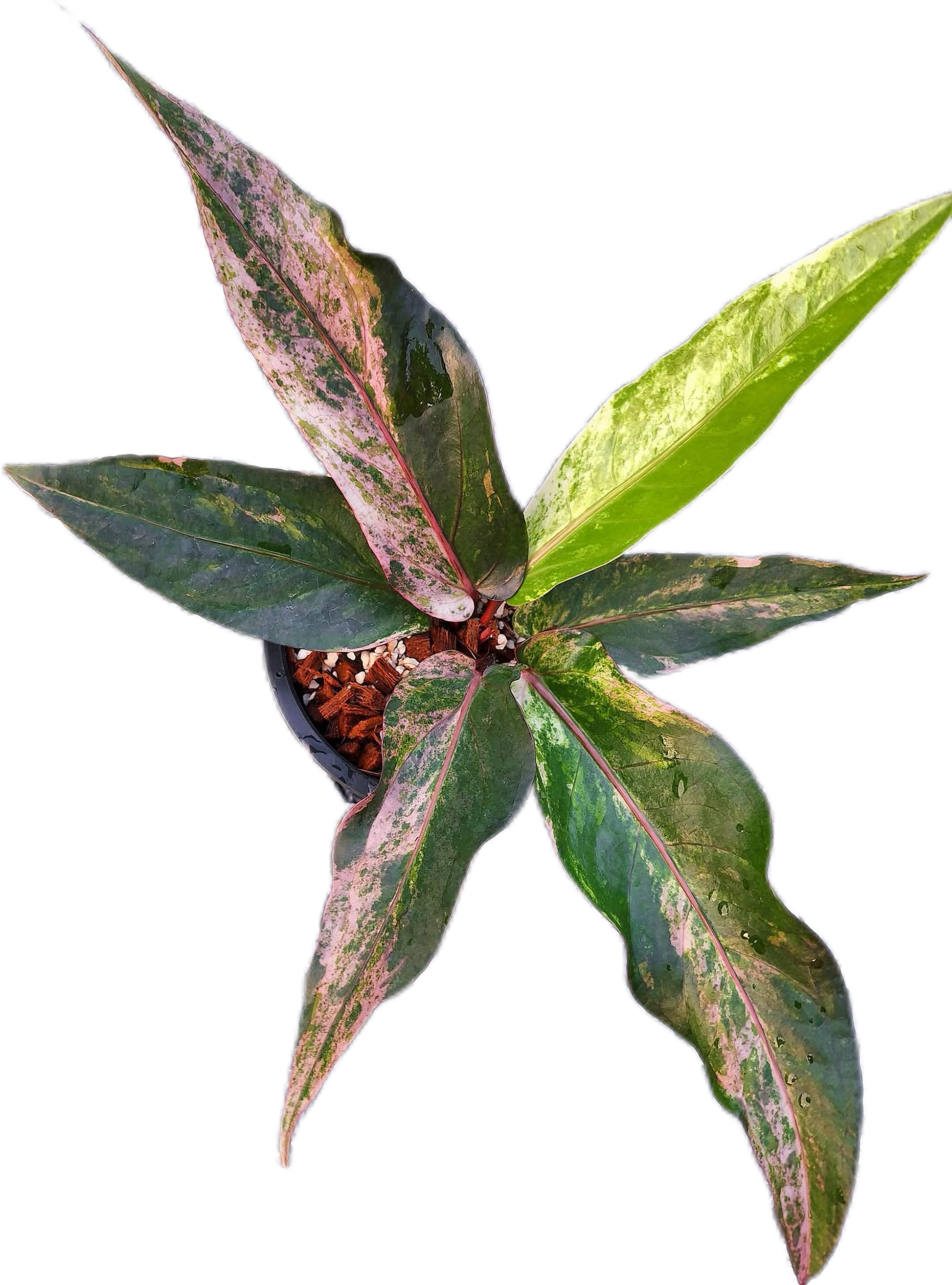 anthurium renaissance variegated pink Buy Anthurium Renaissance Variegated (sma…