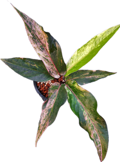 Anthurium Renaissance Variegated (small)