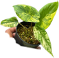 Alocasia Scalprum Aurea Variegated