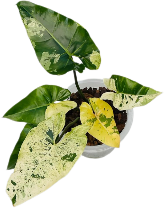 Philodendron ilsemanii variegated