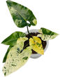 Philodendron ilsemanii variegated
