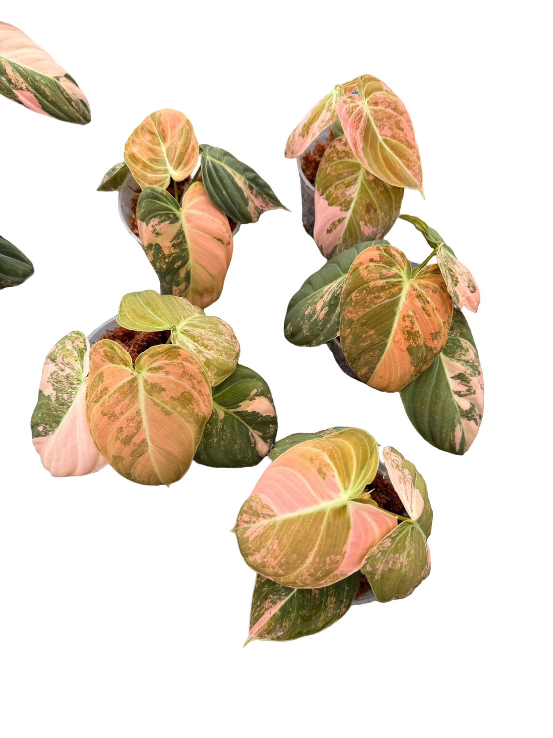 Philodendron Melanochrysum Orange Variegated
