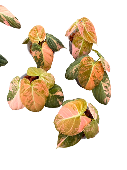 Philodendron Melanochrysum Orange Variegated