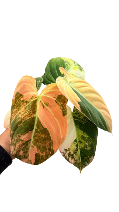 Philodendron Melanochrysum Orange Variegated