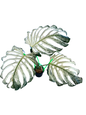 Monstera deliciosa ‘Devil Monster’ — Well-Rooted 3-Leaf Top Cut (Large Size)