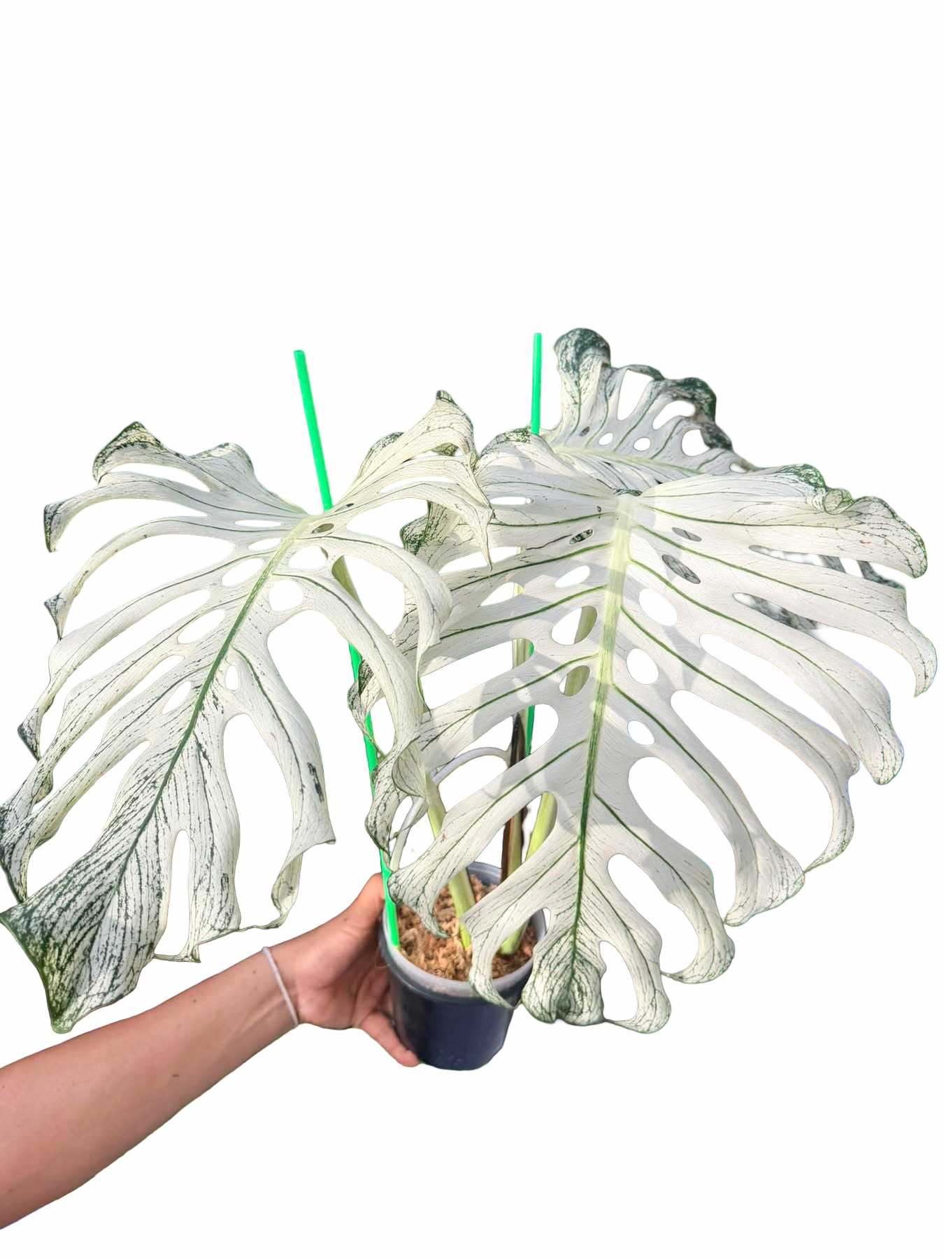 Monstera deliciosa ‘Devil Monster’ — Well-Rooted 3-Leaf Top Cut (Large Size)