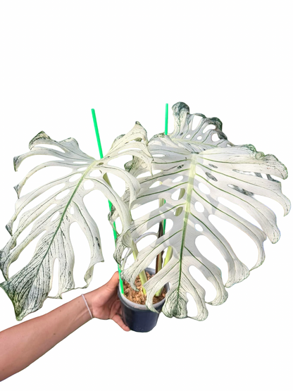 Monstera deliciosa ‘Devil Monster’ — Well-Rooted 3-Leaf Top Cut (Large Size)