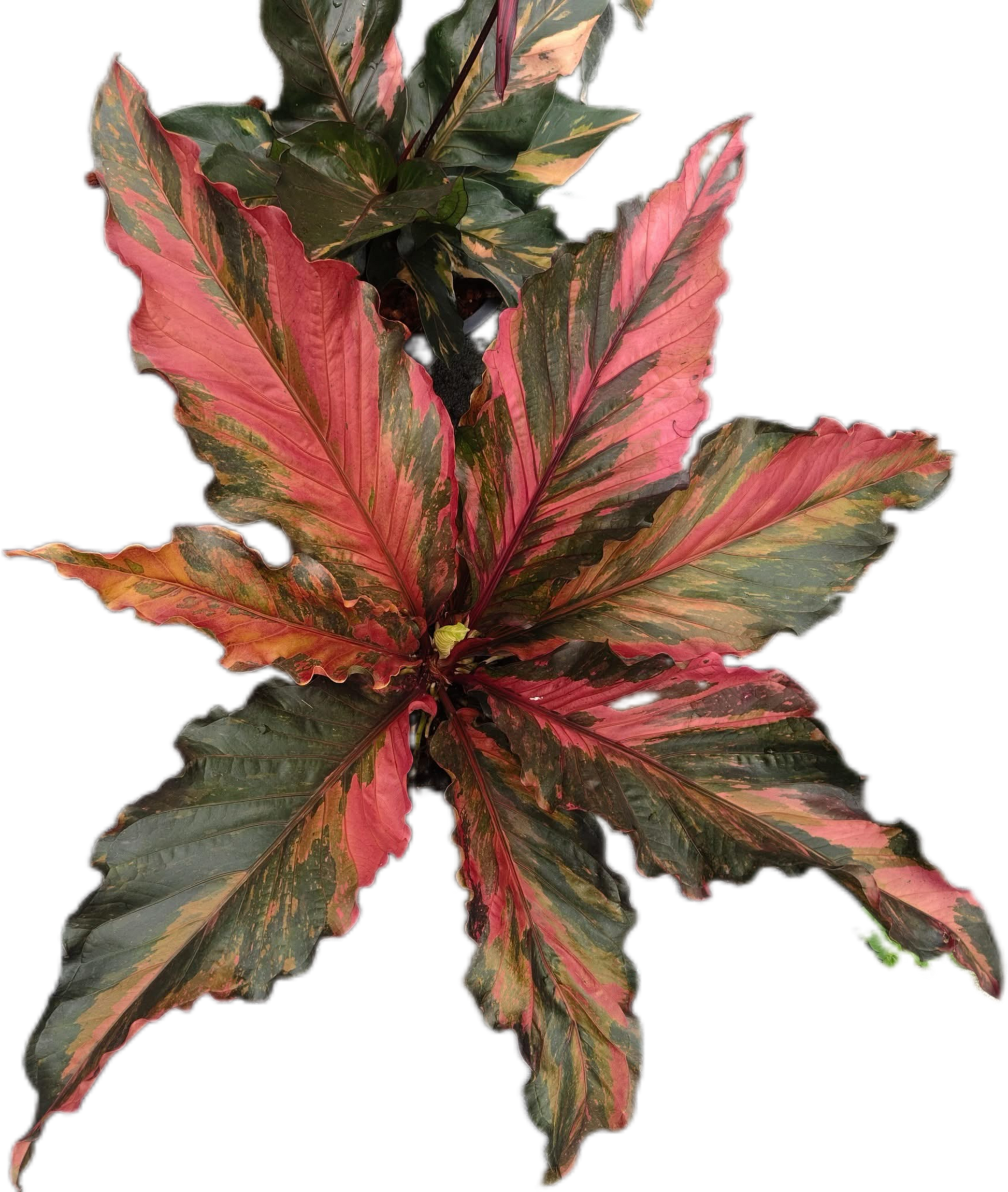anthurium renaissance variegated pink Buy Anthurium Renaissance Variegated
