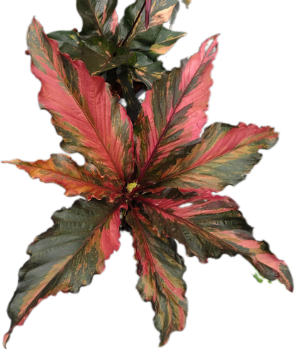 Anthurium Renaissance Variegated